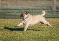 a pug dog chasing a frisbee in a field